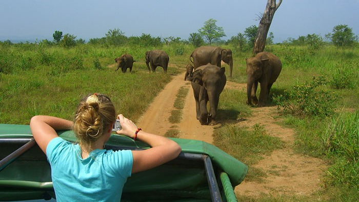 🐘 Udawalawa National Park Safari